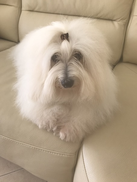 Kooki portugal 2018 v1