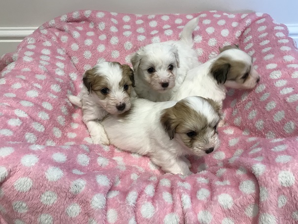 kookis puppies 5 weeks in bed v1