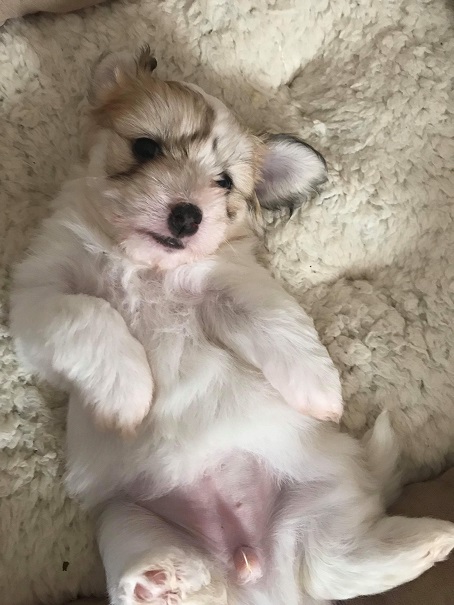 Kookis puppy undside down v1